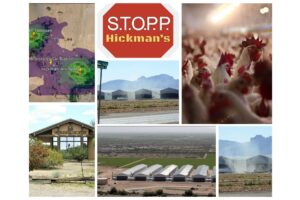 Read more about the article Hickman’s Family Farms Sued in Federal Court