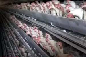 Read more about the article Avian Flu Crisis at Hickman’s Egg Farm: A Taxpayer-Funded Tragedy in Tonopah
