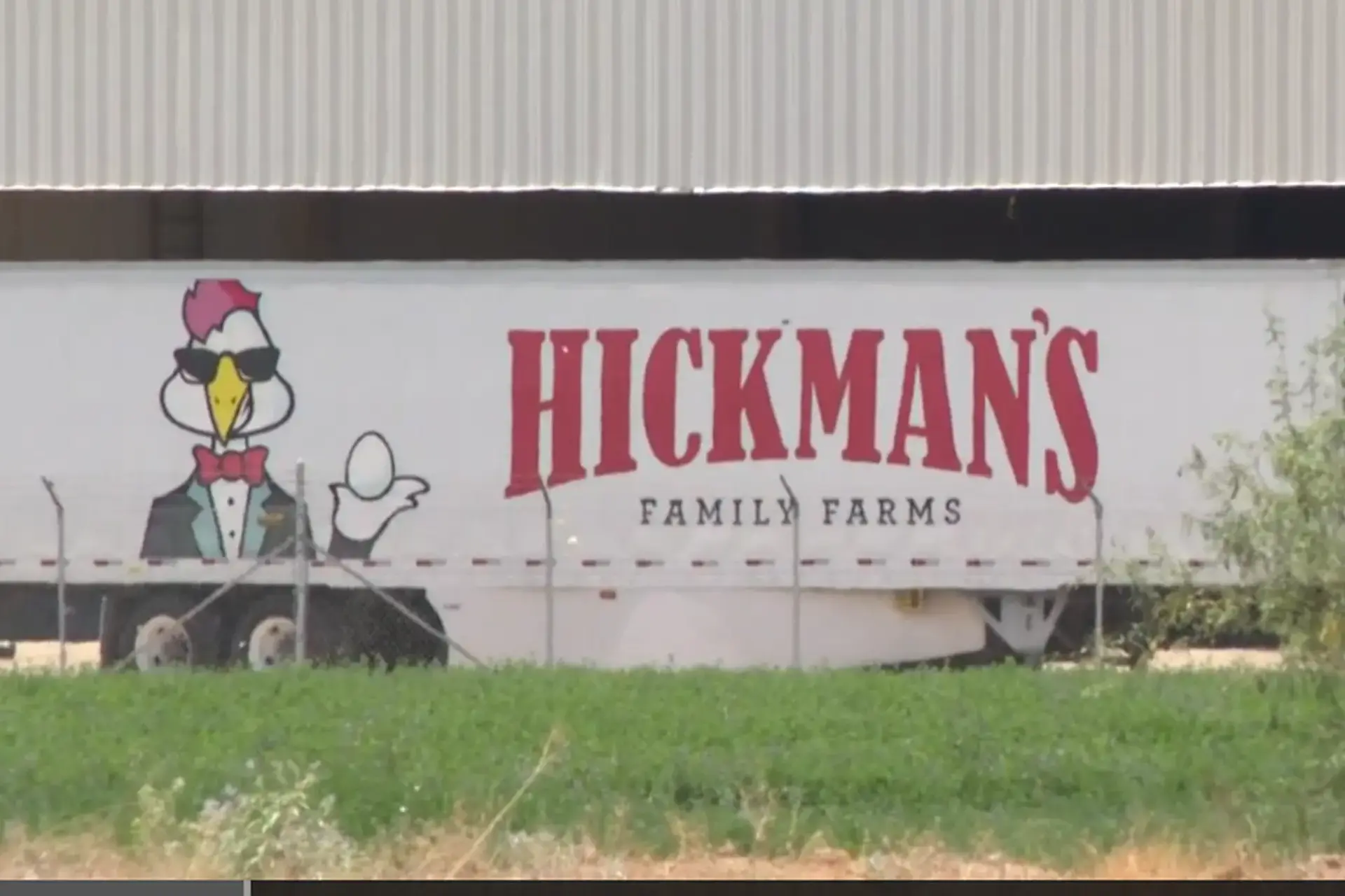 Read more about the article Hickman’s Egg Farm Faces Scrutiny Over Insensitive Cartoon and Lack of Transparency Amid Bird Flu Crisis