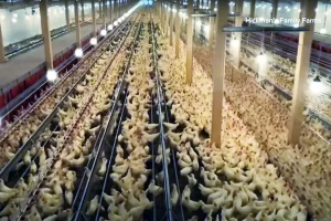Read more about the article Catastrophic Avian Flu Outbreak at Hickman’s Family Farms