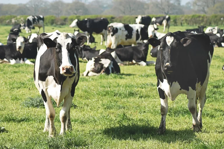 Read more about the article Bird Flu in Arizona’s Milk Supply: What the Latest Detection in Maricopa County Means for You