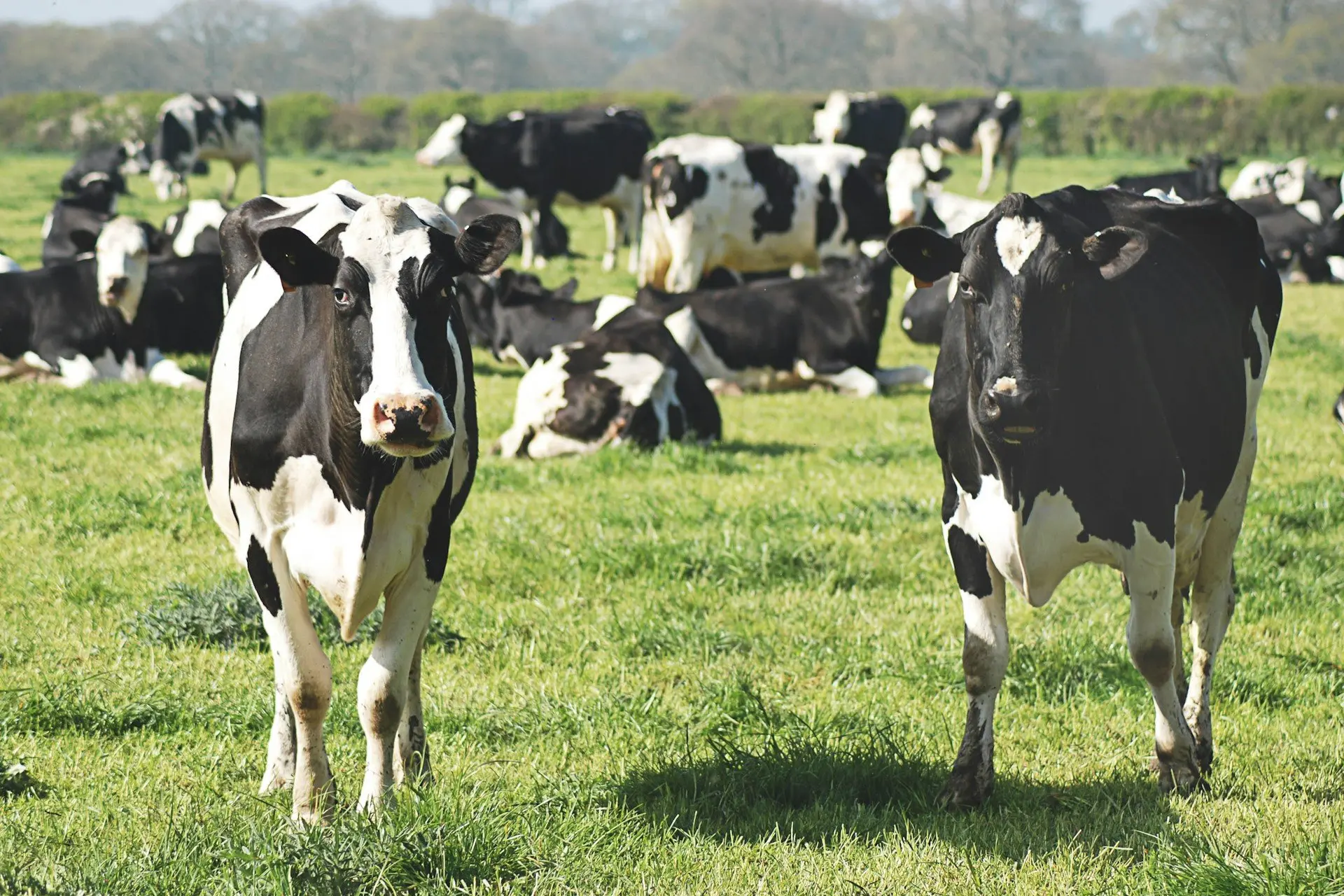 Read more about the article Bird Flu in Arizona’s Milk Supply: What the Latest Detection in Maricopa County Means for You